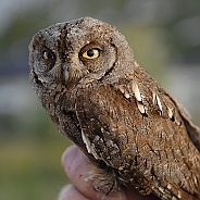 European Scops Owl